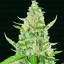 El Limon Feminized Marijuana Strain by Narcos Seedbank For Sale Online at Cannabis Seeds Outlet