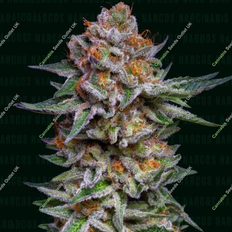El Patron Dosidos Auto Marijuana Strain by Narcos Seedbank For Sale Online at Cannabis Seeds Outlet