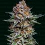El Patron Dosidos Auto Marijuana Strain by Narcos Seedbank For Sale Online at Cannabis Seeds Outlet