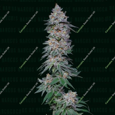 Forbidden Fruta Cake Marijuana Strain by Narcos Seedbank For Sale Online at Cannabis Seeds Outlet