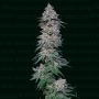 Forbidden Fruta Cake Marijuana Strain by Narcos Seedbank For Sale Online at Cannabis Seeds Outlet