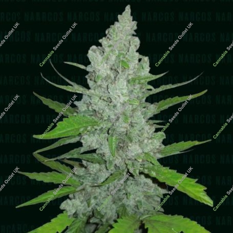 Griselda Marijuana Strain by Narcos Seedbank For Sale Online at Cannabis Seeds Outlet