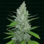 Griselda Marijuana Strain by Narcos Seedbank For Sale Online at Cannabis Seeds Outlet