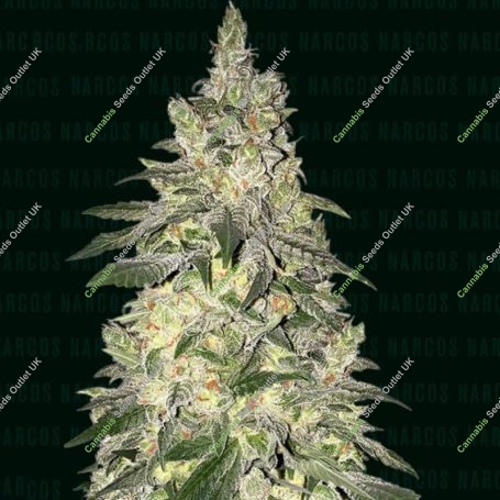 Kingpin Kush Feminized Marijuana Strain by Narcos Seedbank For Sale Online at Cannabis Seeds Outlet