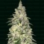 Kingpin Kush Feminized Marijuana Strain by Narcos Seedbank For Sale Online at Cannabis Seeds Outlet