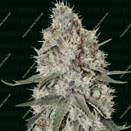 La Catedral Feminized Marijuana Strain by Narcos Seedbank For Sale Online at Cannabis Seeds Outlet
