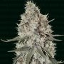 La Catedral Feminized Marijuana Strain by Narcos Seedbank For Sale Online at Cannabis Seeds Outlet