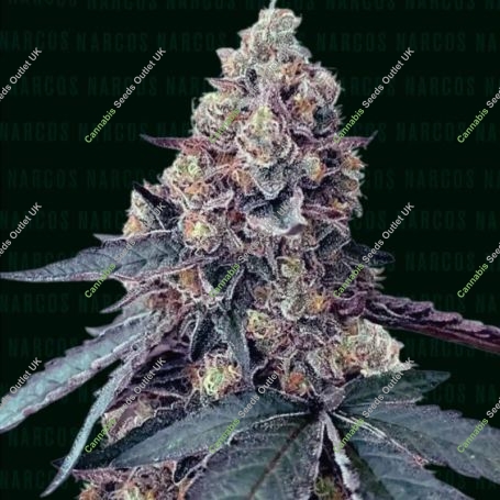 La Chica Feminized Marijuana Strain by Narcos Seedbank For Sale Online at Cannabis Seeds Outlet