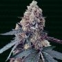 La Chica Feminized Marijuana Strain by Narcos Seedbank For Sale Online at Cannabis Seeds Outlet