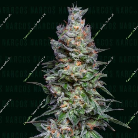Medellin Mints Marijuana Strain by Narcos Seedbank For Sale Online at Cannabis Seeds Outlet