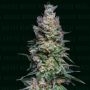 Medellin Mints Marijuana Strain by Narcos Seedbank For Sale Online at Cannabis Seeds Outlet