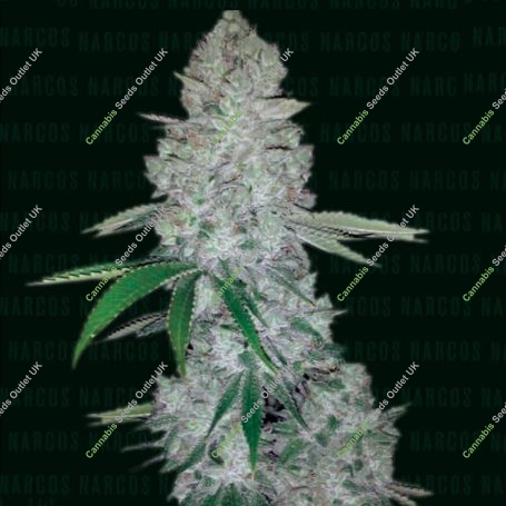 Miami Sunset OG Marijuana Strain by Narcos Seedbank For Sale Online at Cannabis Seeds Outlet