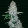 Miami Sunset OG Marijuana Strain by Narcos Seedbank For Sale Online at Cannabis Seeds Outlet