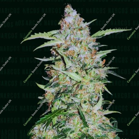 Popeyes Cookies Marijuana Strain by Narcos Seedbank For Sale Online at Cannabis Seeds Outlet