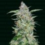 Popeyes Cookies Marijuana Strain by Narcos Seedbank For Sale Online at Cannabis Seeds Outlet
