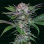 Sabraso Cherry Marijuana Strain by Narcos Seedbank For Sale Online at Cannabis Seeds Outlet