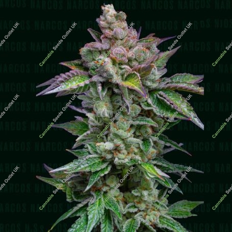 Strawberry Merengue Auto Marijuana Strain by Narcos Seedbank For Sale Online at Cannabis Seeds Outlet