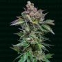 Strawberry Merengue Auto Marijuana Strain by Narcos Seedbank For Sale Online at Cannabis Seeds Outlet