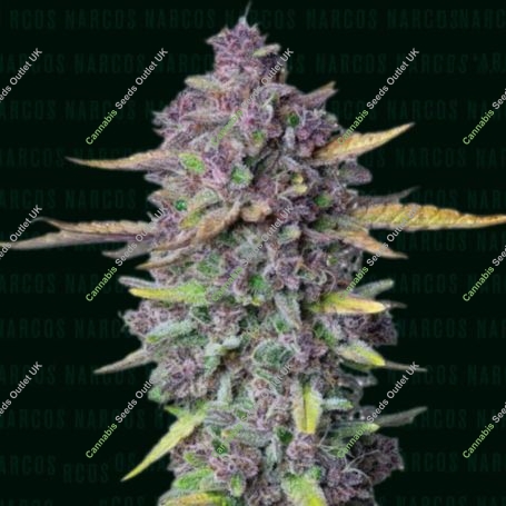 Sueno Purple Punch Auto Marijuana Strain by Narcos Seedbank For Sale Online at Cannabis Seeds Outlet