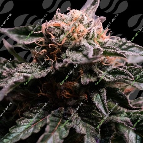 Banana Fumes Marijuana Strain by Original Sensible Seeds For Sale Online at Cannabis Seeds Outlet