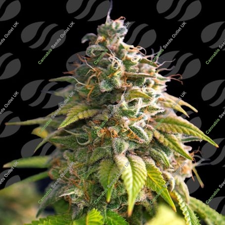 Citrus Slurp Marijuana Strain by Original Sensible Seeds For Sale Online at Cannabis Seeds Outlet