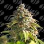 Citrus Slurp Marijuana Strain by Original Sensible Seeds For Sale Online at Cannabis Seeds Outlet