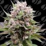 Cotton Berry Rush Auto Marijuana Strain by Original Sensible Seeds For Sale Online at Cannabis Seeds Outlet