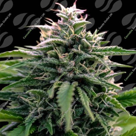 Creamzilla Auto Marijuana Strain by Original Sensible Seeds For Sale Online at Cannabis Seeds Outlet