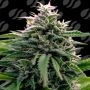Creamzilla Auto Marijuana Strain by Original Sensible Seeds For Sale Online at Cannabis Seeds Outlet