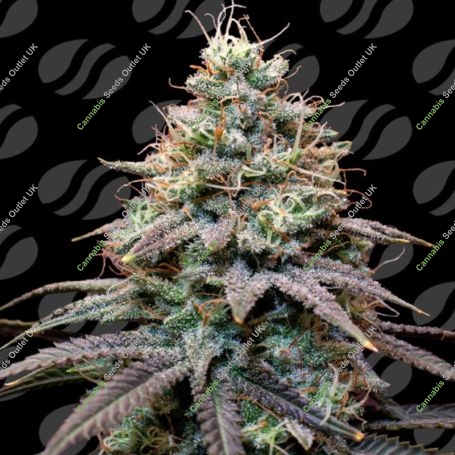 Fumepop Auto Marijuana Strain by Original Sensible Seeds For Sale Online at Cannabis Seeds Outlet