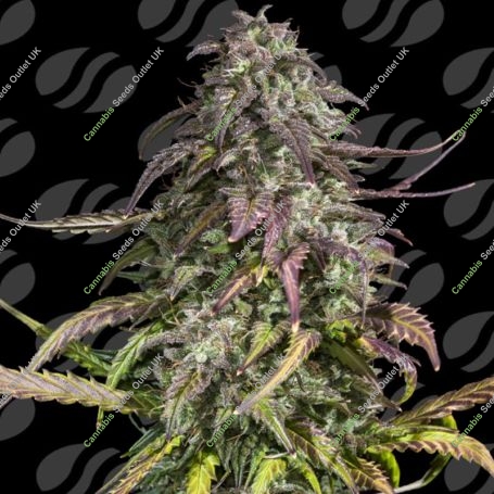 Melon Mosh Auto Marijuana Strain by Original Sensible Seeds For Sale Online at Cannabis Seeds Outlet