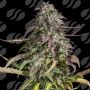 Melon Mosh Auto Marijuana Strain by Original Sensible Seeds For Sale Online at Cannabis Seeds Outlet