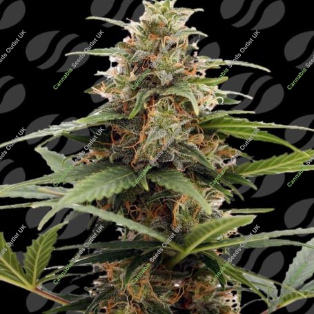 Orange Ooze Marijuana Strain by Original Sensible Seeds For Sale Online at Cannabis Seeds Outlet
