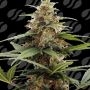 Orange Ooze Marijuana Strain by Original Sensible Seeds For Sale Online at Cannabis Seeds Outlet