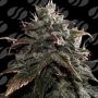 Papaya Stank Marijuana Strain by Original Sensible Seeds For Sale Online at Cannabis Seeds Outlet