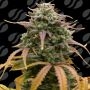 Pineapple Pulse Auto Marijuana Strain by Original Sensible Seeds For Sale Online at Cannabis Seeds Outlet