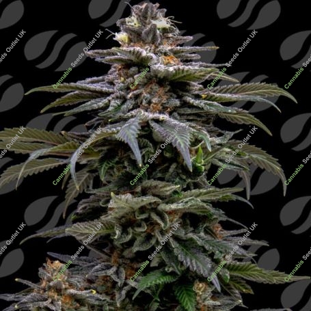 Purple Overload Marijuana Strain by Original Sensible Seeds For Sale Online at Cannabis Seeds Outlet