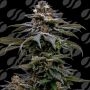 Purple Overload Marijuana Strain by Original Sensible Seeds For Sale Online at Cannabis Seeds Outlet