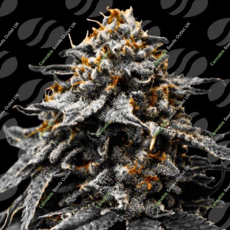 Twilight Zlush Auto Marijuana Strain by Original Sensible Seeds For Sale Online at Cannabis Seeds Outlet