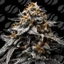 Twilight Zlush Auto Marijuana Strain by Original Sensible Seeds For Sale Online at Cannabis Seeds Outlet