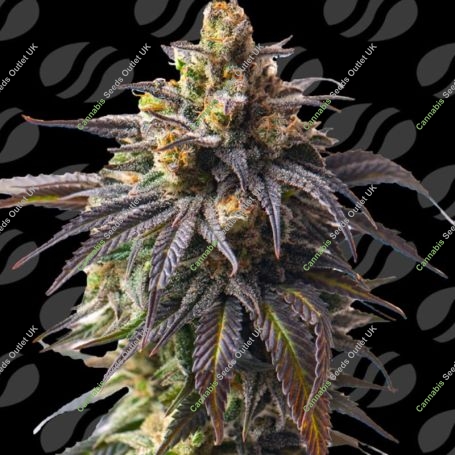 Velvet Drip Auto Marijuana Strain by Original Sensible Seeds For Sale Online at Cannabis Seeds Outlet