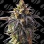 Velvet Drip Auto Marijuana Strain by Original Sensible Seeds For Sale Online at Cannabis Seeds Outlet