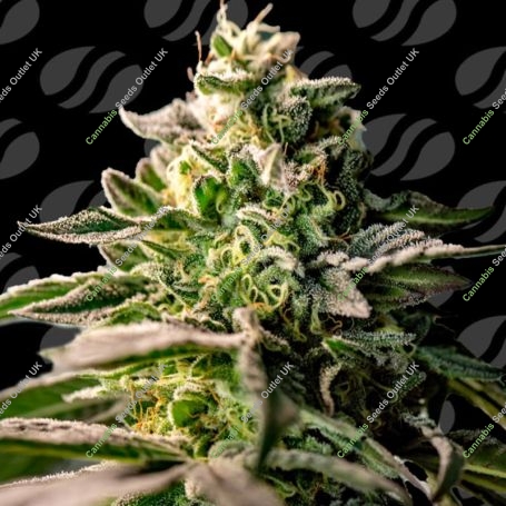 Zingatsu Marijuana Strain by Original Sensible Seeds For Sale Online at Cannabis Seeds Outlet