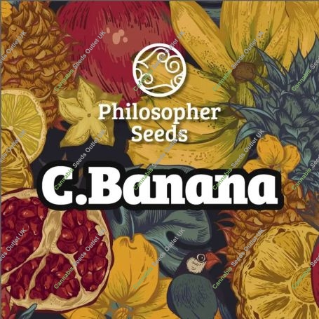 CBanana Marijuana Strain by Philosopher Seeds For Sale Online at Cannabis Seeds Outlet