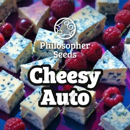 Cheesy Auto Marijuana Strain by Philosopher Seeds For Sale Online at Cannabis Seeds Outlet