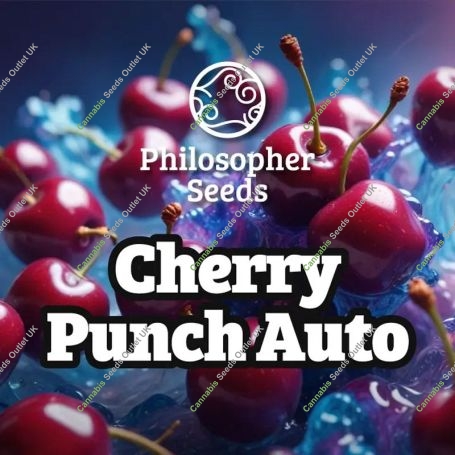 Cherry Punch Auto Marijuana Strain by Philosopher Seeds For Sale Online at Cannabis Seeds Outlet