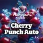Cherry Punch Auto Marijuana Strain by Philosopher Seeds For Sale Online at Cannabis Seeds Outlet