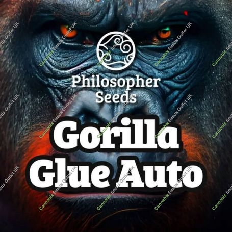 Gorilla Glue Auto Marijuana Strain by Philosopher Seeds For Sale Online at Cannabis Seeds Outlet