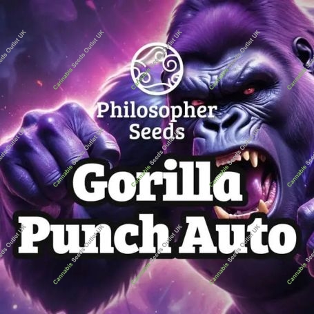 Gorilla Punch Auto Marijuana Strain by Philosopher Seeds For Sale Online at Cannabis Seeds Outlet
