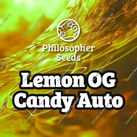 Lemon OG Candy Auto Marijuana Strain by Philosopher Seeds For Sale Online at Cannabis Seeds Outlet